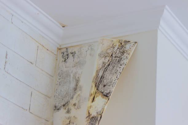 Best Mold Prevention Services  in Emah, OK